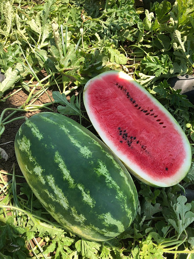 Партнер Арбуз БАЙСАН F1 ^(5шт) 2-ной пак, изображение 2