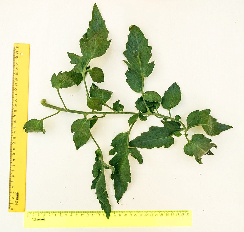 Партнер Томат СОКРОВИЩЕ ИНКОВ F1 ^(10шт) 2-ной пак, изображение 4