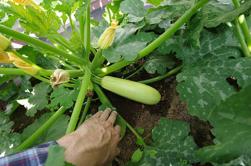 Партнер Кабачок МАЭСТРО F1 ^(10шт), изображение 4