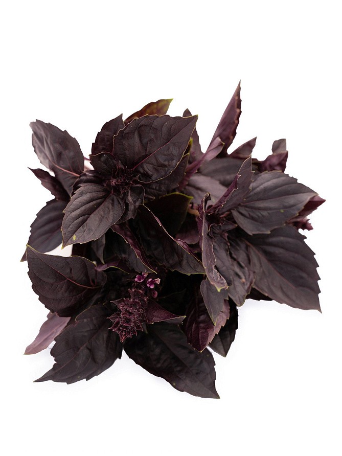 Партнер Базилик РЕД РУБИН ^(1г), изображение 2