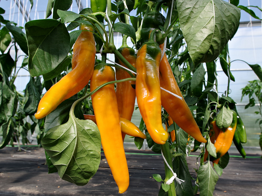 Партнер Перец ЖЕЛТАЯ КАПИЯ F1 ^(5шт) 2-ной пак, изображение 2