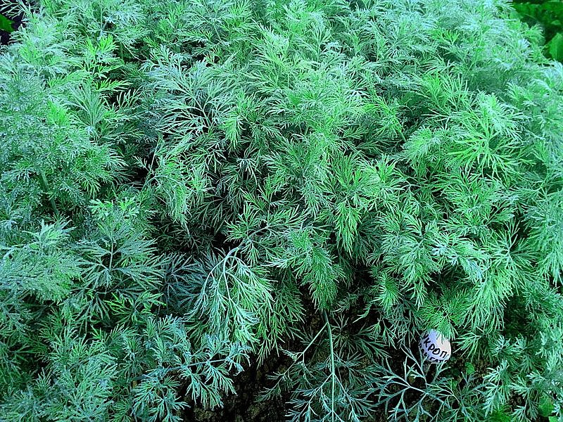 Партнер Укроп АЛЛИГАТОР ^(2г), изображение 1