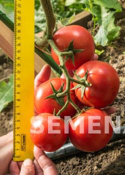 Партнер Томат ЛИРИКА F1 ^(0,1г) 2-ной пак фото 4