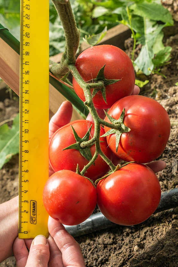 Партнер Томат ЛИРИКА F1 ^(0,1г) 2-ной пак, изображение 4