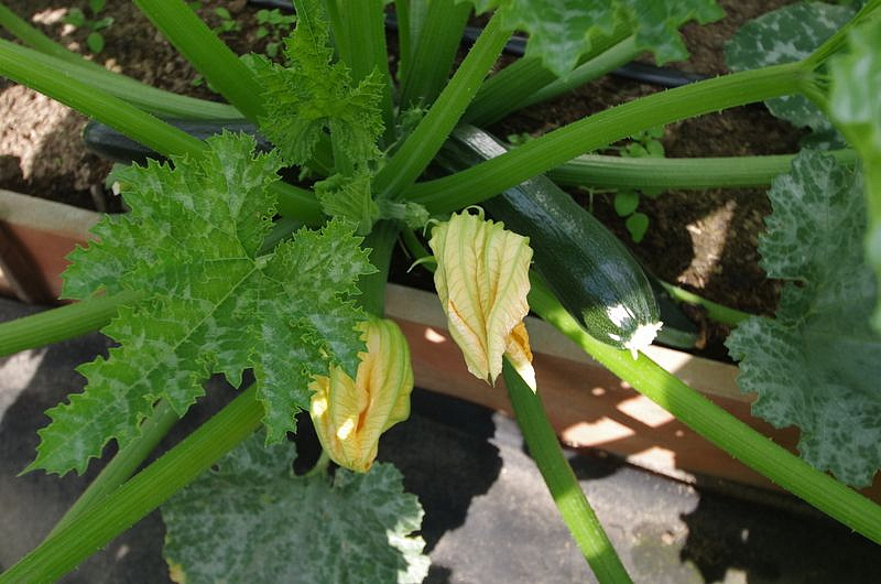 Партнер Кабачок цуккини НЕФРИТ ^(10шт), изображение 4