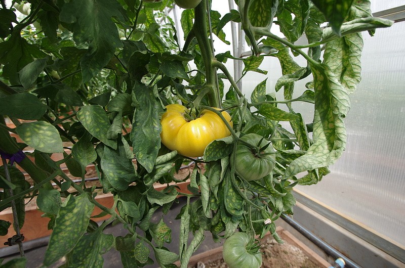 Партнер Томат ПРЕЛЕСТЬ РОУЗЫ ^(10шт) 2-ной пак, изображение 1