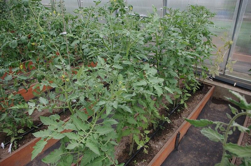 Партнер Томат ДОКТОР КЭРОЛИН ^(10шт) 2-ной пак, изображение 9