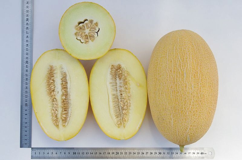 Партнер Дыня БАГИРА F1 ^(5шт) 2-ной пак, изображение 5