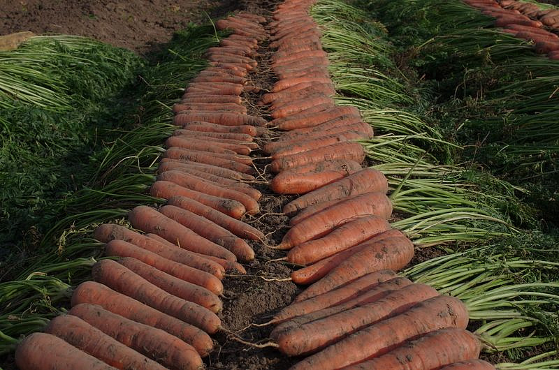 Партнер Морковь ДАРИНА ^(1г), изображение 6