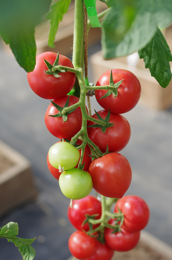 Партнер Томат МАЛИНОВЫЙ КОКТЕЙЛЬ F1 ^(5шт) 2-ной пак, изображение 5