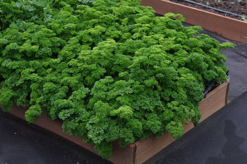 Партнер Петрушка листовая кудрявая АСТРА ^(3г), изображение 5