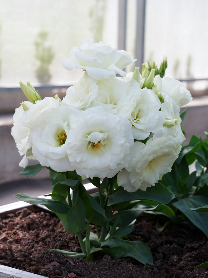 Партнер Эустома F1 карликовая махровая ЛЕДИ БЭНКС ^(5шт в амп), изображение 3