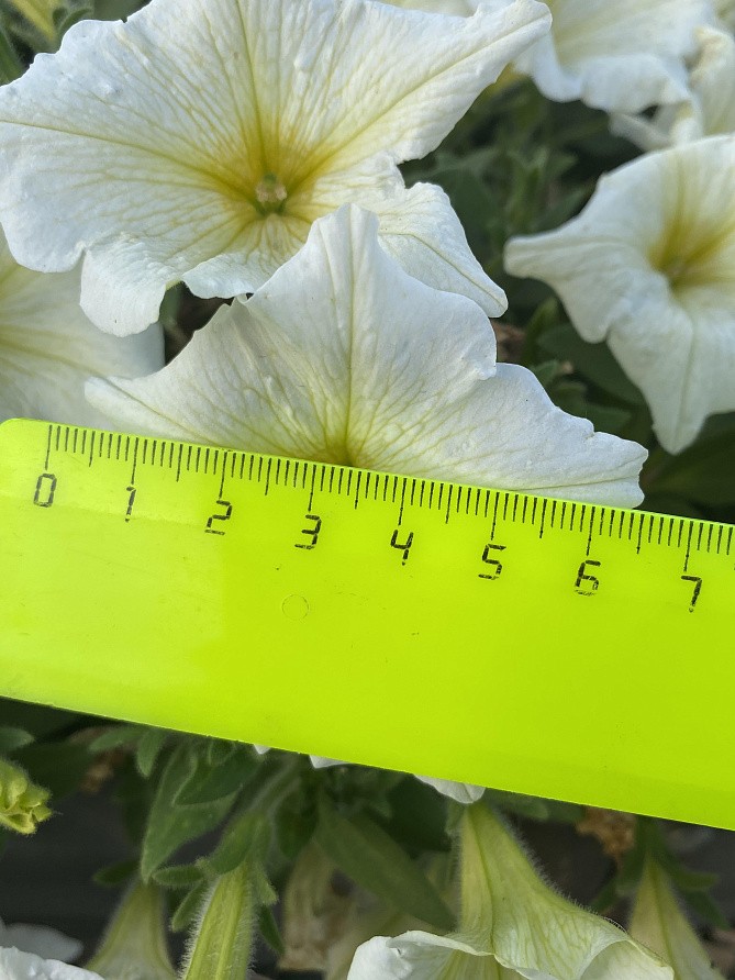 Партнер Петуния серия "Кэнди" ИВЕТТА F1 /крупноцветковая прямостоячая желтая ^(5шт в амп), изображение 1