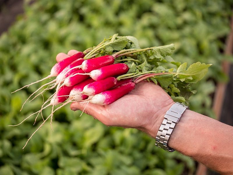 Партнер Редис СЛАВА ^(2г), изображение 2