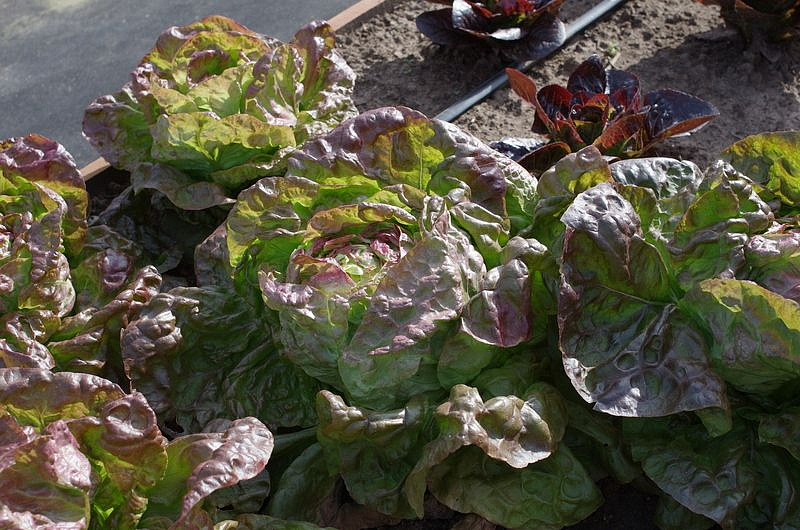 Партнер Салат кочанный РОЗМАРИ ^(1г), изображение 2