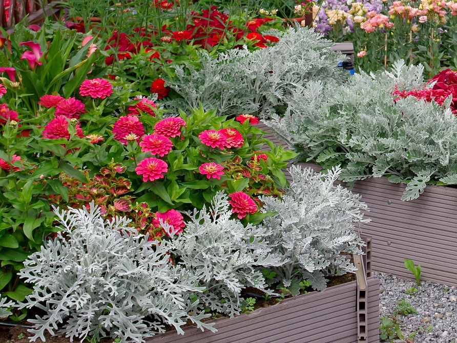 Партнер Цинерария Приморская СИЛЬВЕР ФРОСТ^(15шт в амп), изображение 2