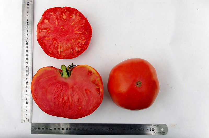 Партнер Томат ЛЕГЕНДА КОКТЕБЕЛЯ ^(10шт) 2-ной пак, изображение 6