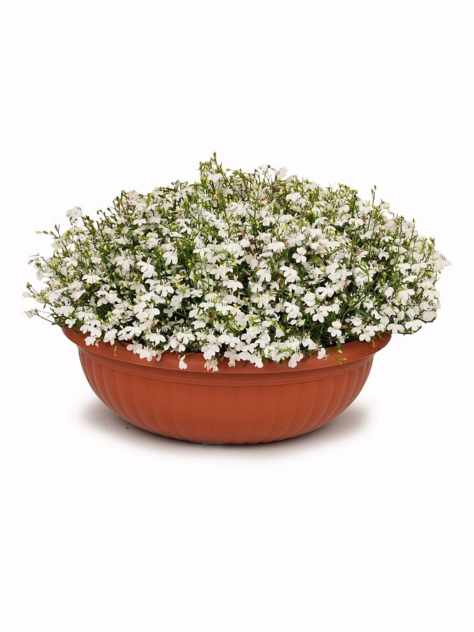 Партнер Лобелия ампельная РЕГАТТА УАЙТ ^(10шт в амп), изображение 3