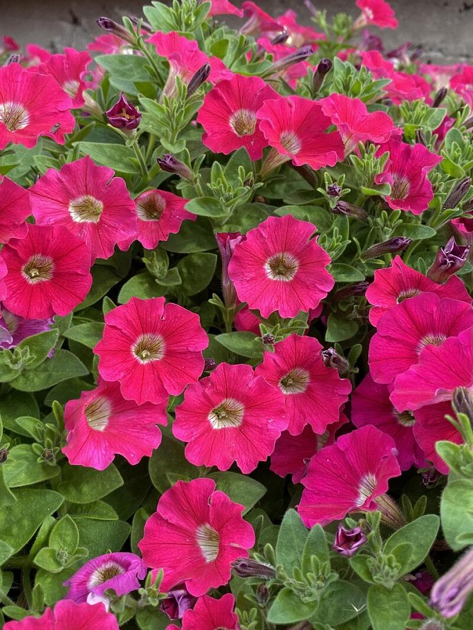 Партнер Петуния серия "Ма Шери" ФИОНА F1 /многоцветковая полуампельная ^(5шт в амп), изображение 7