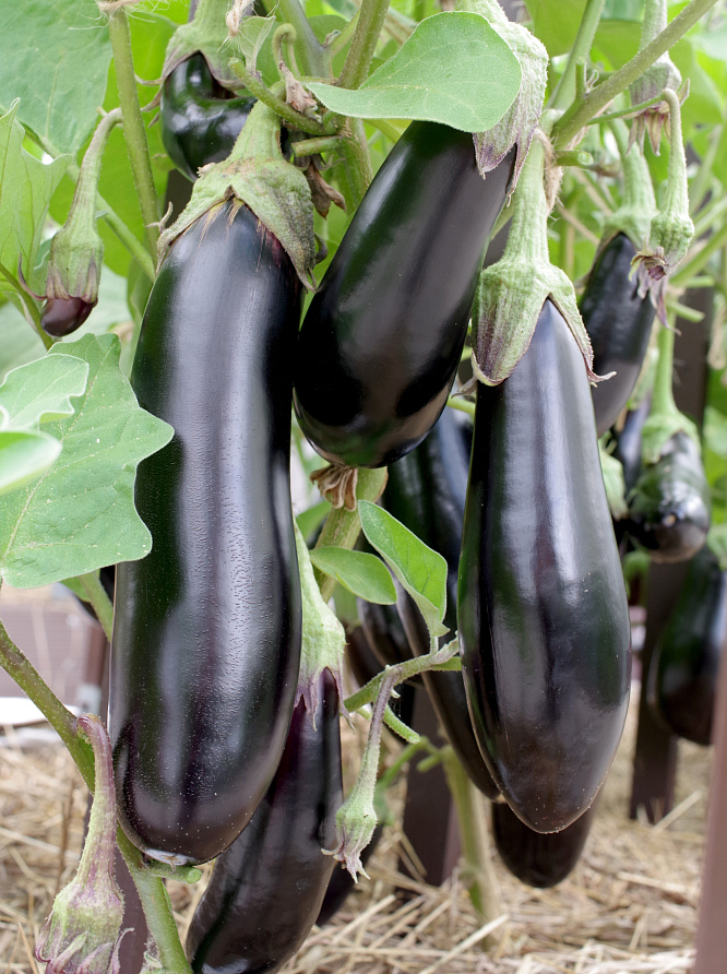Партнер Баклажан СЕВЕРНЫЙ ИНДИГО F1 ^(10шт) 2-ной пак, изображение 3