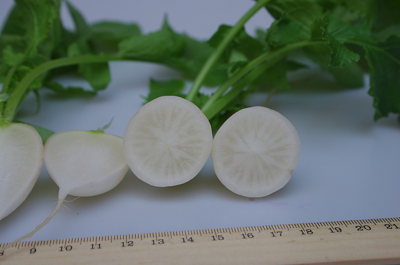 Партнер Редис СНЕЖОК ^(2г), изображение 4