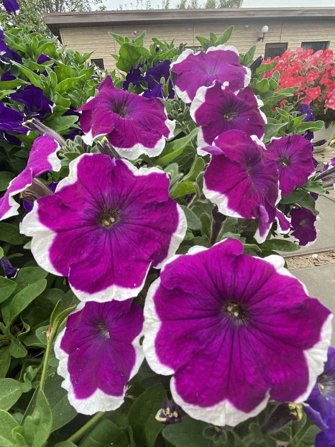 Партнер Петуния серия "Белладонна" ВЕЛЬВЕТ ПИКОТИ F1/ многоцветковая каскадная^(5шт в амп), изображение 5