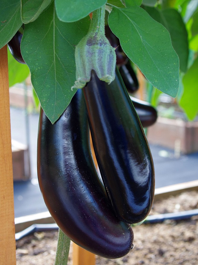 Партнер Баклажан АНДРЮША F1 ^(10шт) 2-ной пак, изображение 5