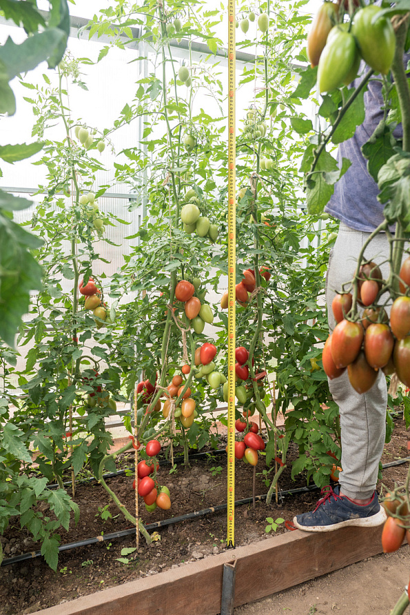 Партнер Томат МАРСЕЛОН F1 ^(5шт) 2-ной пак, изображение 7