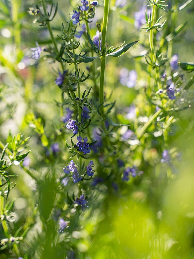 Партнер Иссоп ЛЕКАРЬ ^(0,5г), изображение 3