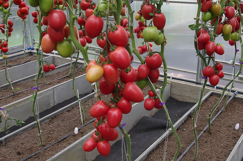 Партнер Томат КАМЕЛОТ F1 ^(5шт) 2-ной пак, изображение 2