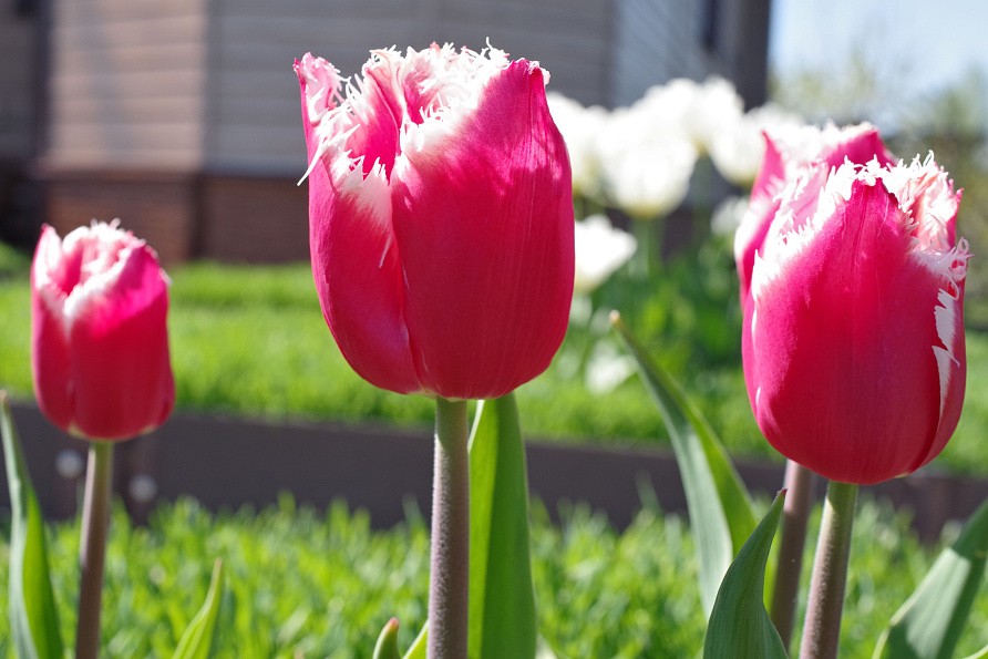 Партнер Тюльпан бахромчатый Нью Санта ^(5шт/уп), изображение 1