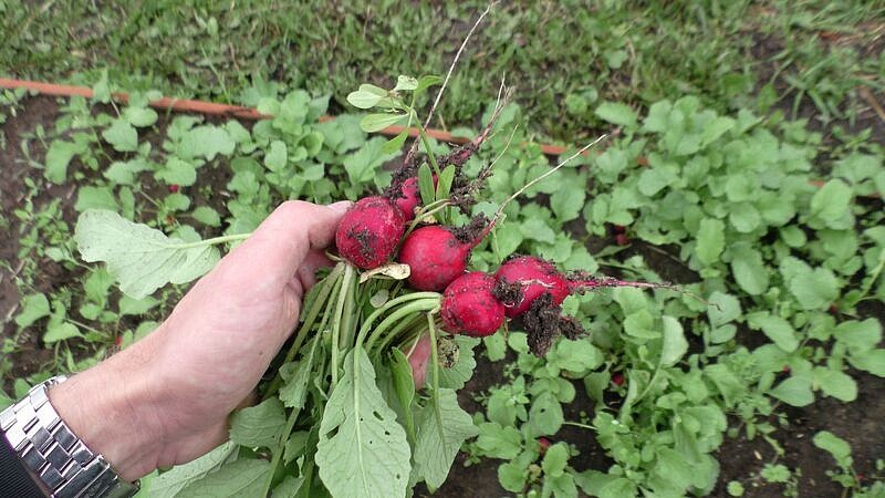 Партнер Редис СЕЛЕСТА F1 ^(1г), изображение 3