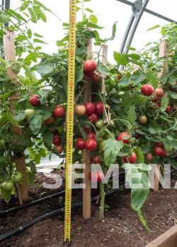 Партнер Томат МАЛИНОВЫЙ ЗЕМЛЕДЕЛЕЦ F1 ^(0,05г) 2-ной пак фото 5