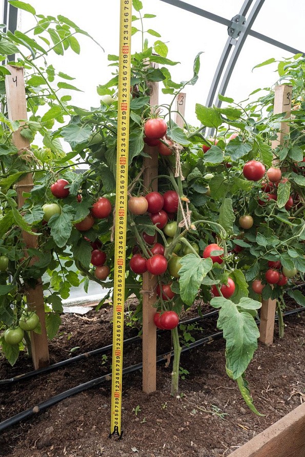 Партнер Томат МАЛИНОВЫЙ ЗЕМЛЕДЕЛЕЦ F1 ^(0,05г) 2-ной пак, изображение 5