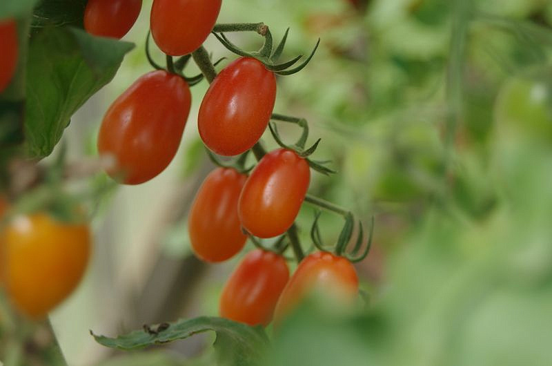 Партнер Томат Черри ЛЯ МУР F1 ^(5шт) 2-ной пак, изображение 5