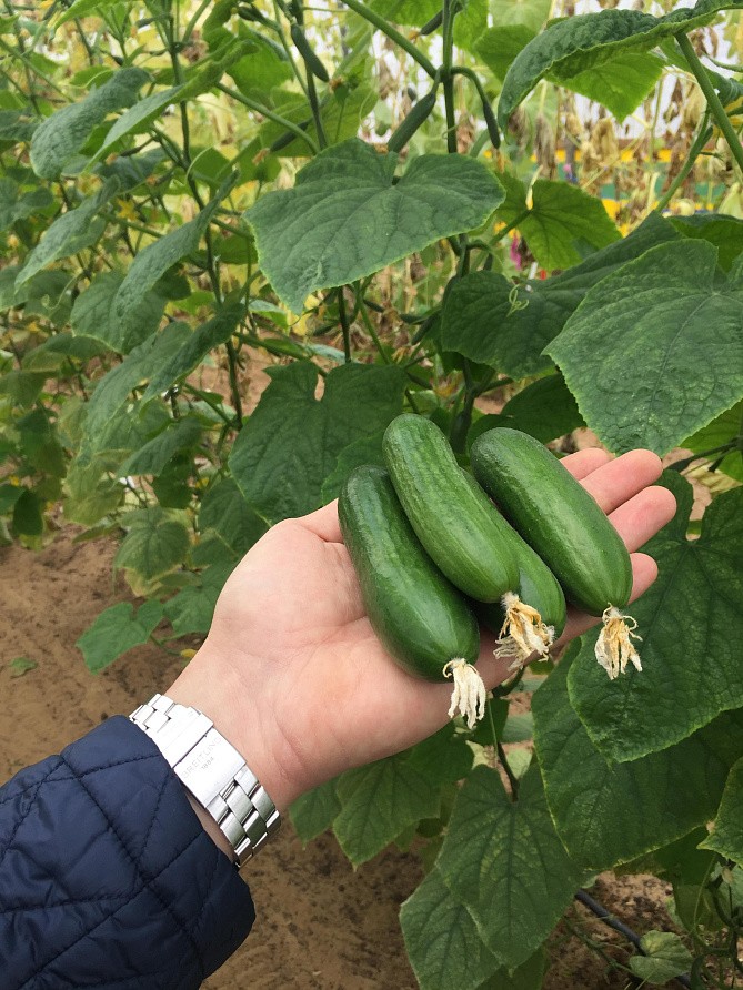 Партнер Огурец ГЕРОЛЬД F1 ^(5шт), изображение 1