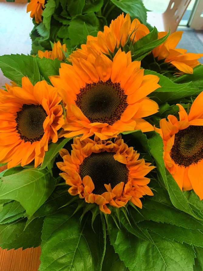 Партнер Подсолнечник F1 декоративный ВЕЗУВИО ТАНЖЕРИНЕ ^(10шт) 2-ной пак, изображение 1