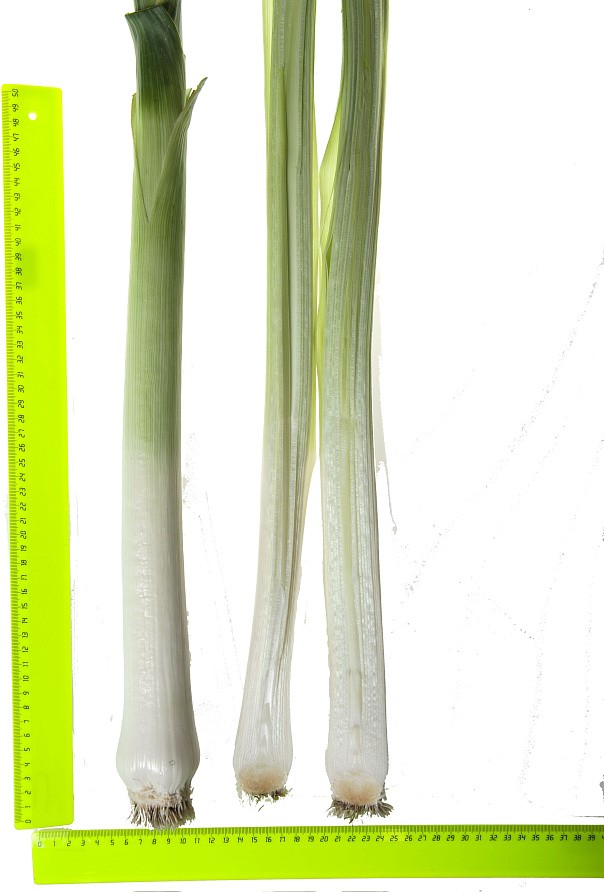 Партнер Лук порей ВЕСТА ^(1г), изображение 4