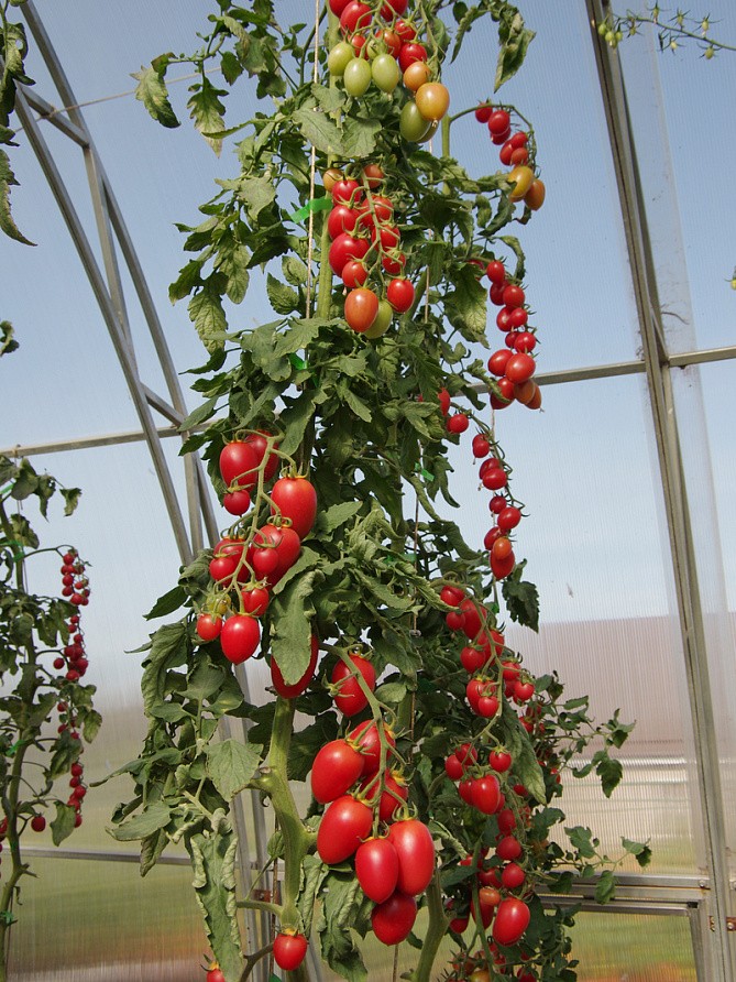 Партнер Томат ЧЕРРИ СОКОТРА F1 ^(5шт) 2-ной пак, изображение 2