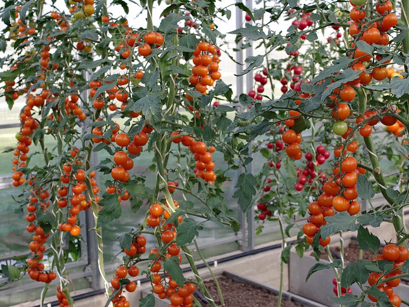 Партнер Томат РЫЖИЙ ФЕРМЕР F1 ^(5шт) 2-ной пак, изображение 1