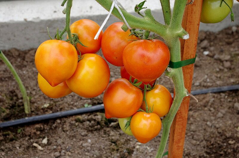 Партнер Томат ЗОЛОТАЯ МИЛЯ F1 ^(0,05г) 2-ной пак, изображение 10