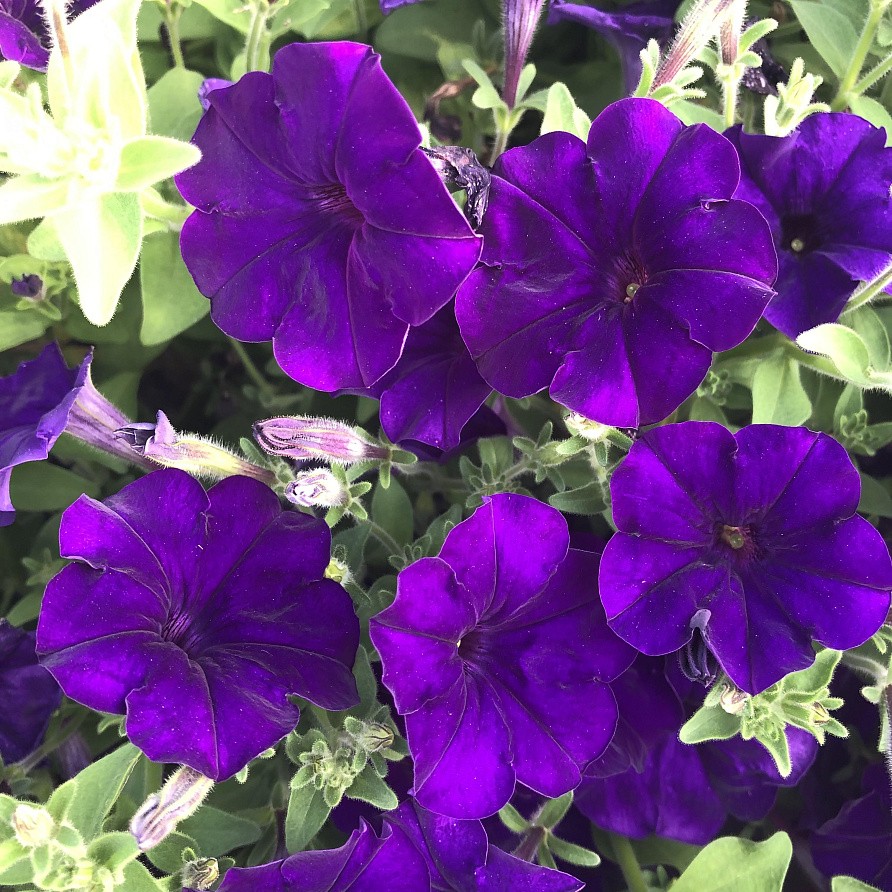 Партнер Петуния серия "Мими" СИЛЬВАНА F1 / многоцветковая каскадная^(5шт в амп), изображение 2