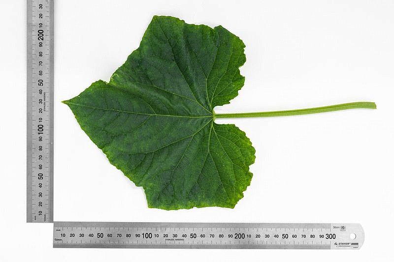 Партнер Огурец ДИРЕКТОР F1 ^(5шт), изображение 4