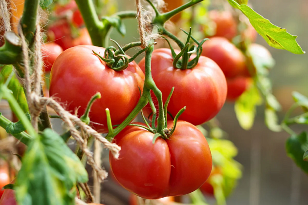 Томат Малиновый мусс F1