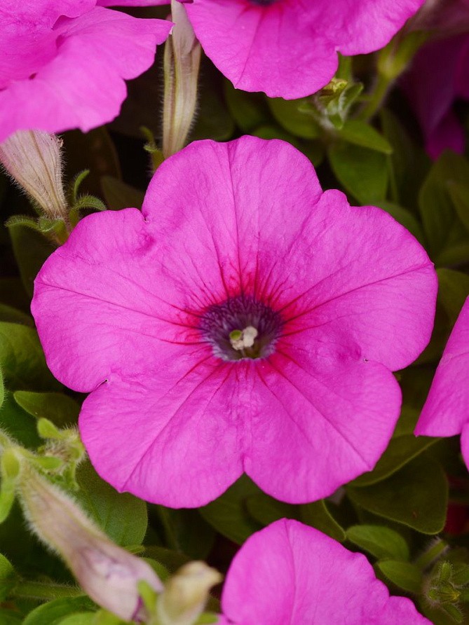 Партнер Петуния F1 серия ИЗИ ВЭЙВ НЕОН РОУЗ/ многоцветковая каскадно-ампельная ^(5шт в амп), изображение 5
