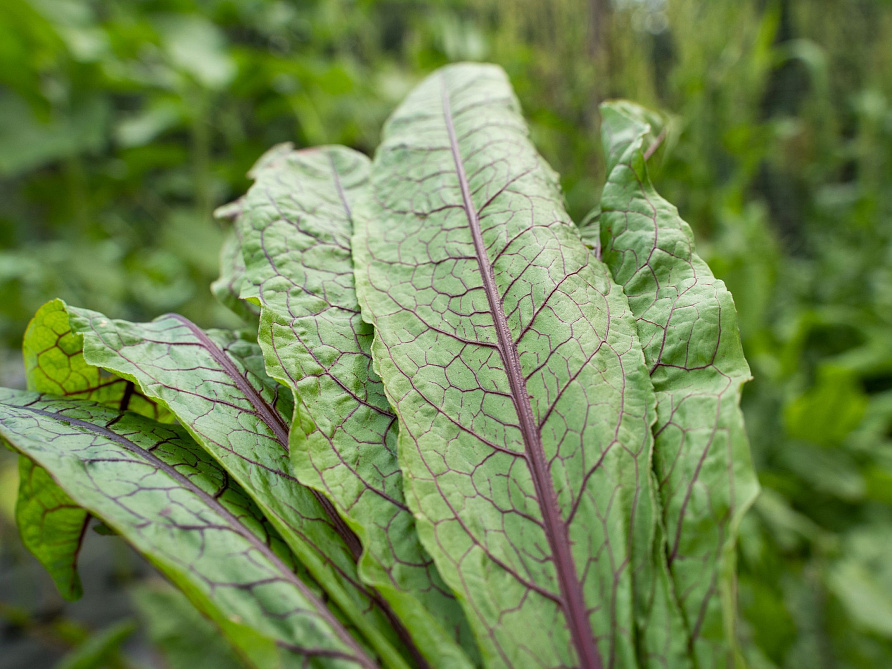 Партнер Щавель КРОВАВАЯ МЭРИ ^(0,2г), изображение 3