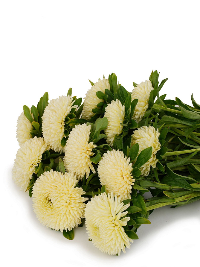 Партнер Астра китайская ОСТАНОВИСЬ МГНОВЕНИЕ ^(5шт в амп), изображение 2