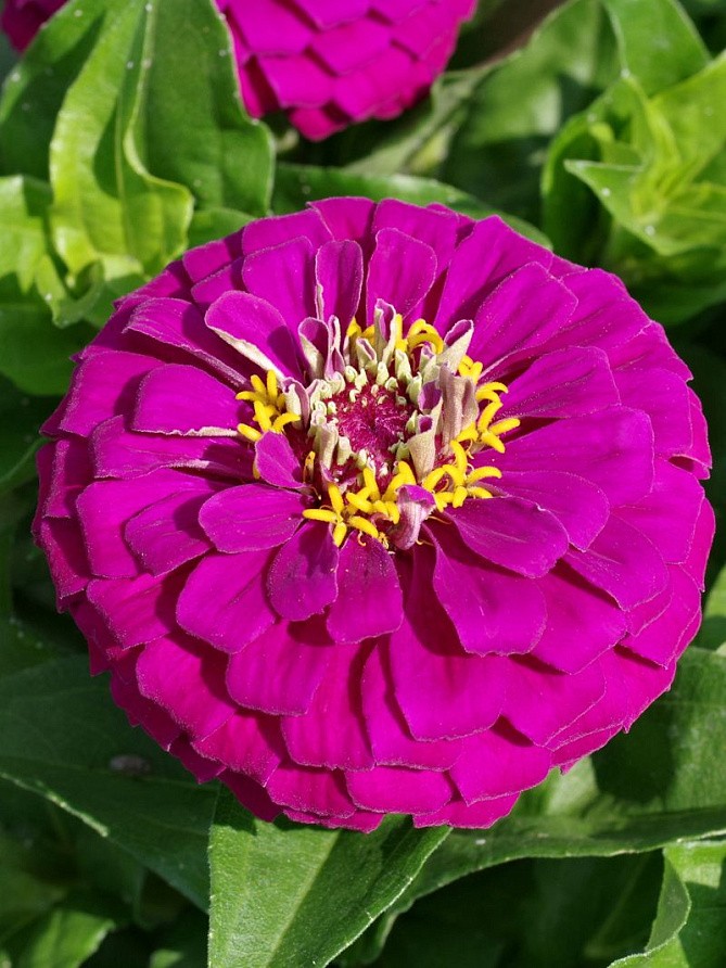 Партнер Цинния F1 ВИЗАНТИЙСКИЙ ПУРПУР / георгиновидная ^(4шт) , изображение 2