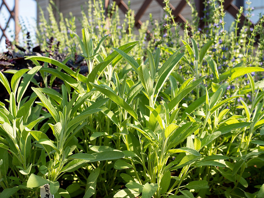 Партнер Шалфей лекарственный АЙБОЛИТ ^(0,5г), изображение 3