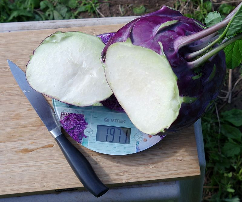 Партнер Капуста кольраби ВИОЛЕТА ^(0,5г), изображение 2